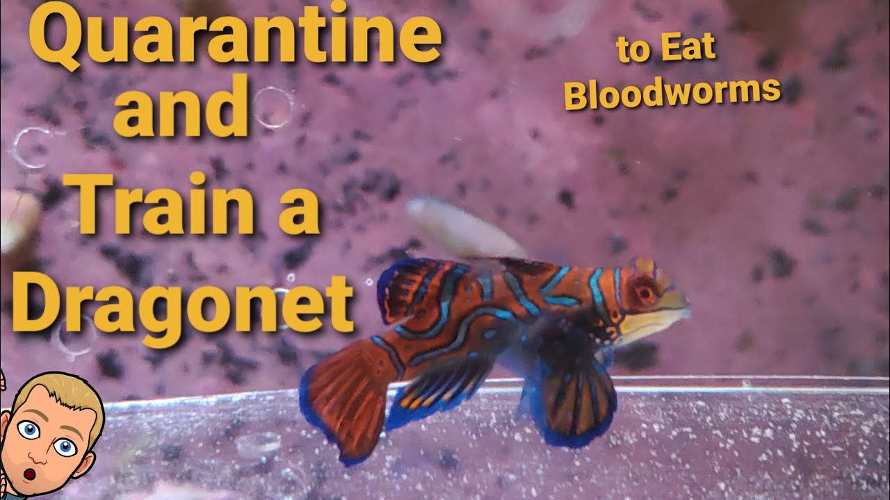 How to Quarantine and Train a Green Mandarin Dragonet to Eat Frozen Blood Worms