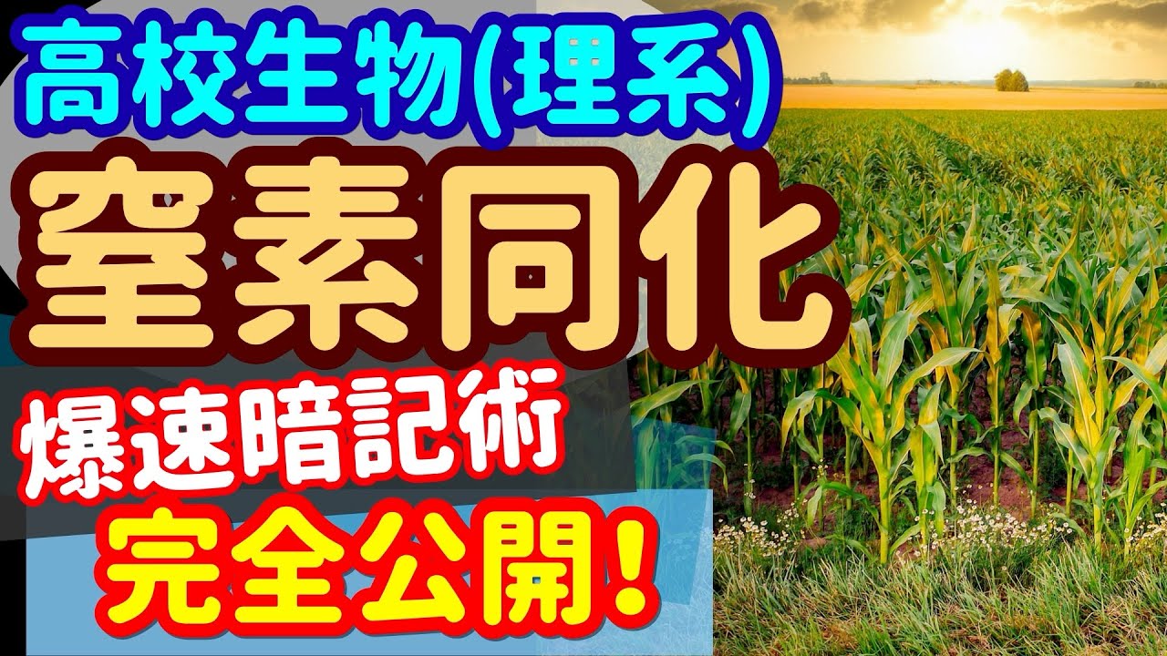 【高校生物 16】代謝【植物の窒素同化】を宇宙一わかりやすく