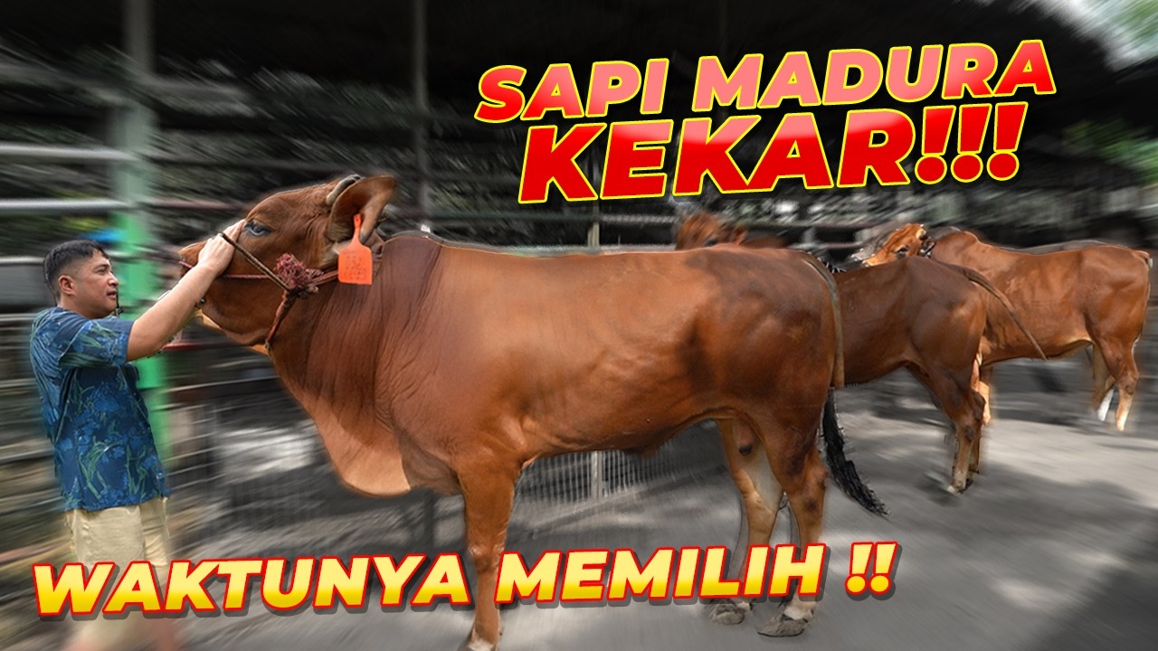 JANJI TAHUN LALU.. GW BAKAL PILIH DIANTARA 3 SAPI MADURA GAGAH INI !!