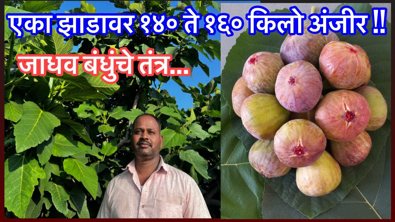 विक्रमी अंजीर उत्पादनाचे जाधव बंधुंचे तंत्र
