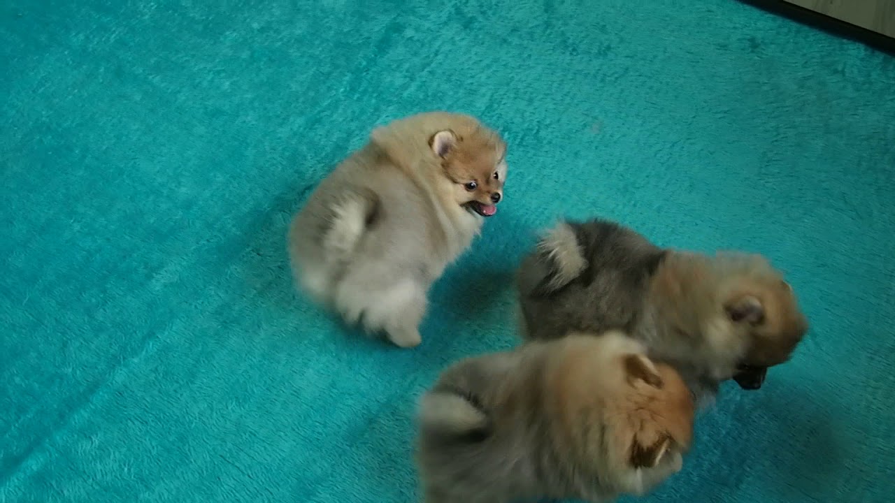 VID 20180406 123951