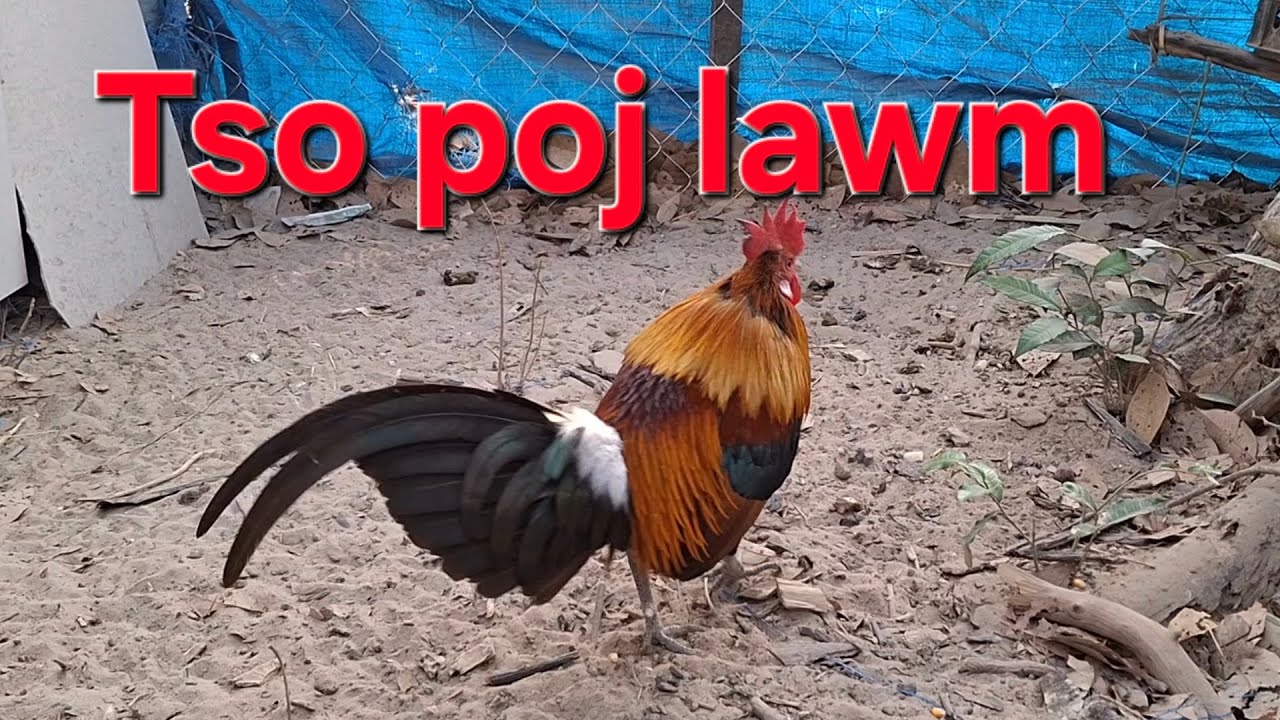 Qaib txuam F1 cai noob qaib daj nawj | ນໍ້າໜຶ່ງກຳລັງປະສົມພັດທະນາສາຍເຫຼືອງ