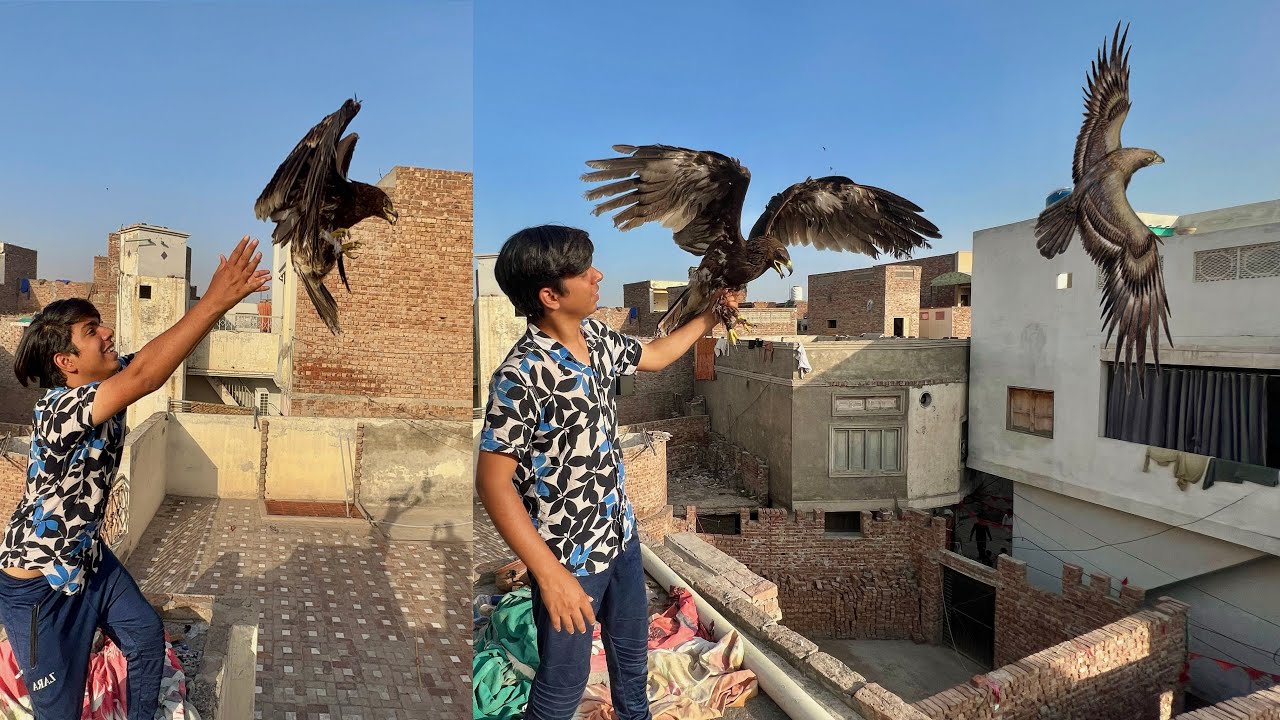 Eagle Ko Azad Kr Dia 😍