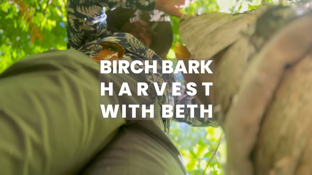 Birch Bark Harvest with Beth Homa Kraus