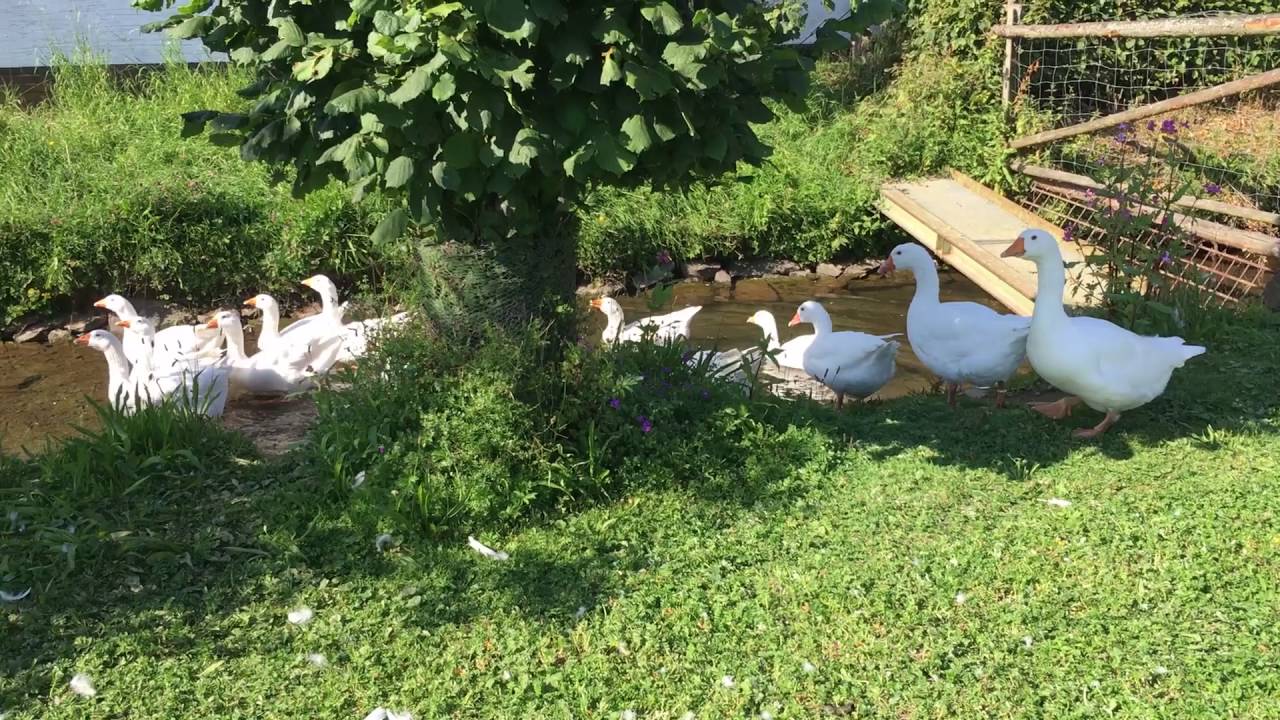 Gans mit Gewichtsproblem: Altenlotheimer z&uuml;chtet Diepholzer G&auml;nse