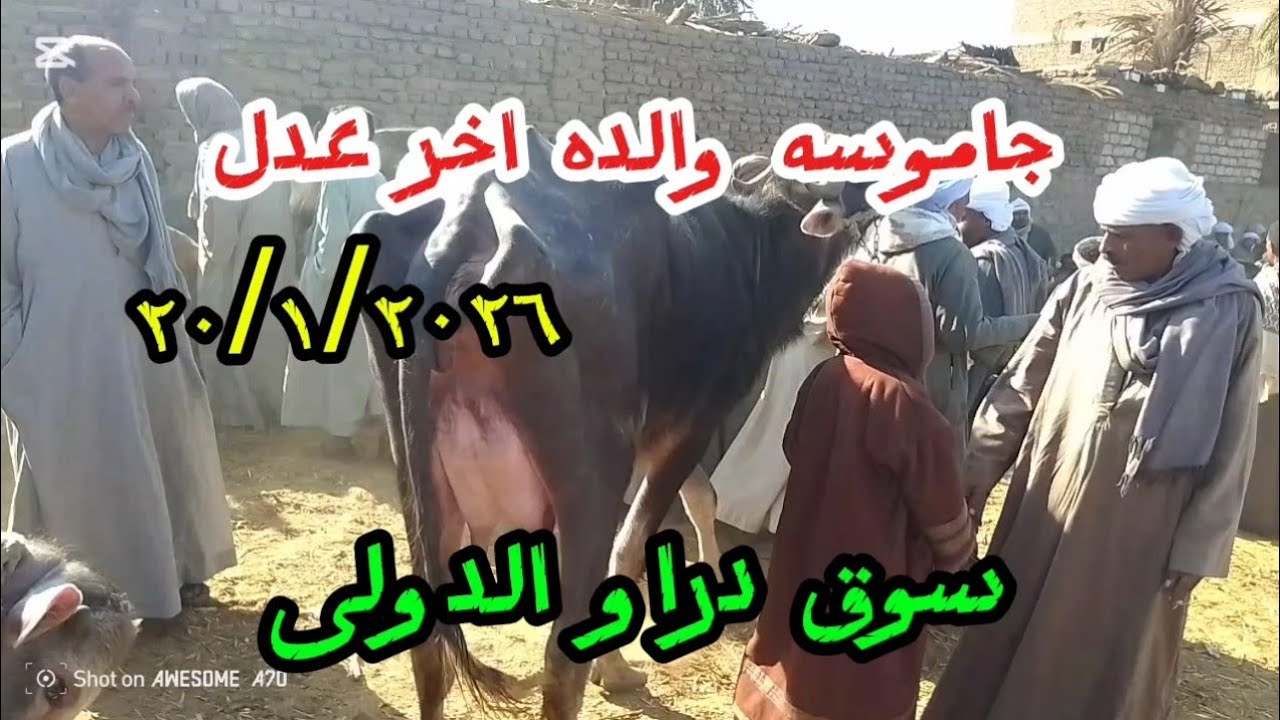 اسعارالجاموس الوالد والقنيه واتفرج على اجمل جاموسه والده فى سوق دراو٢٠/١