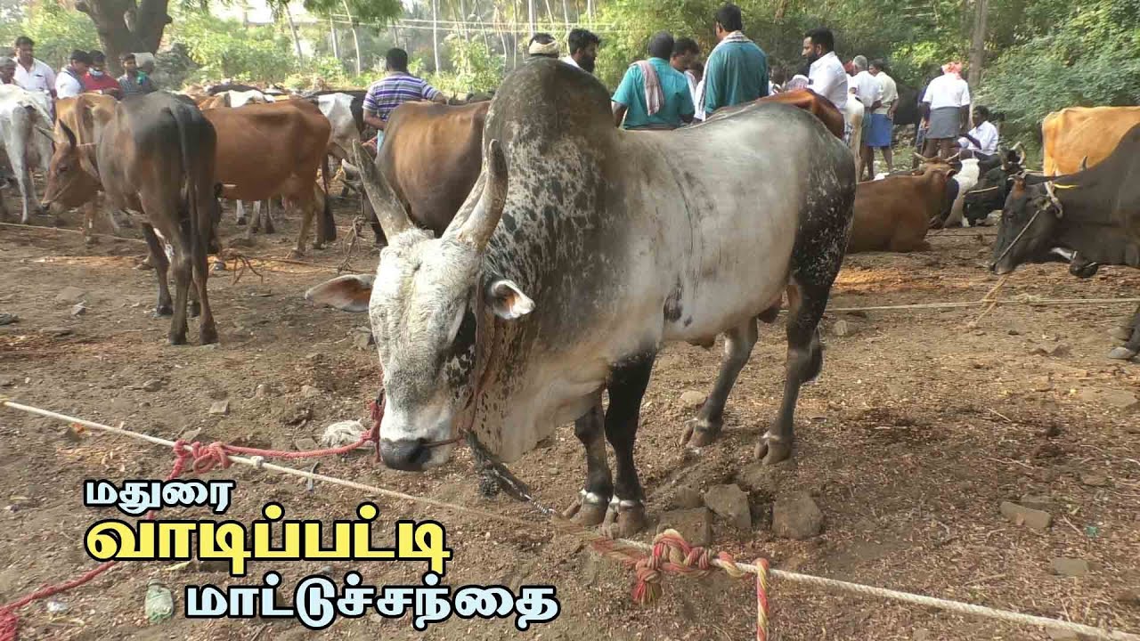 Vadipatti mattu santhai | வாடிப்பட்டி மாட்டு சந்தை