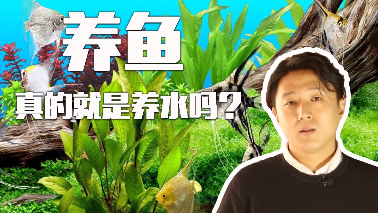 【亮哥养鱼】养鱼真的就是养水吗？零基础实战养鱼教程献给你！