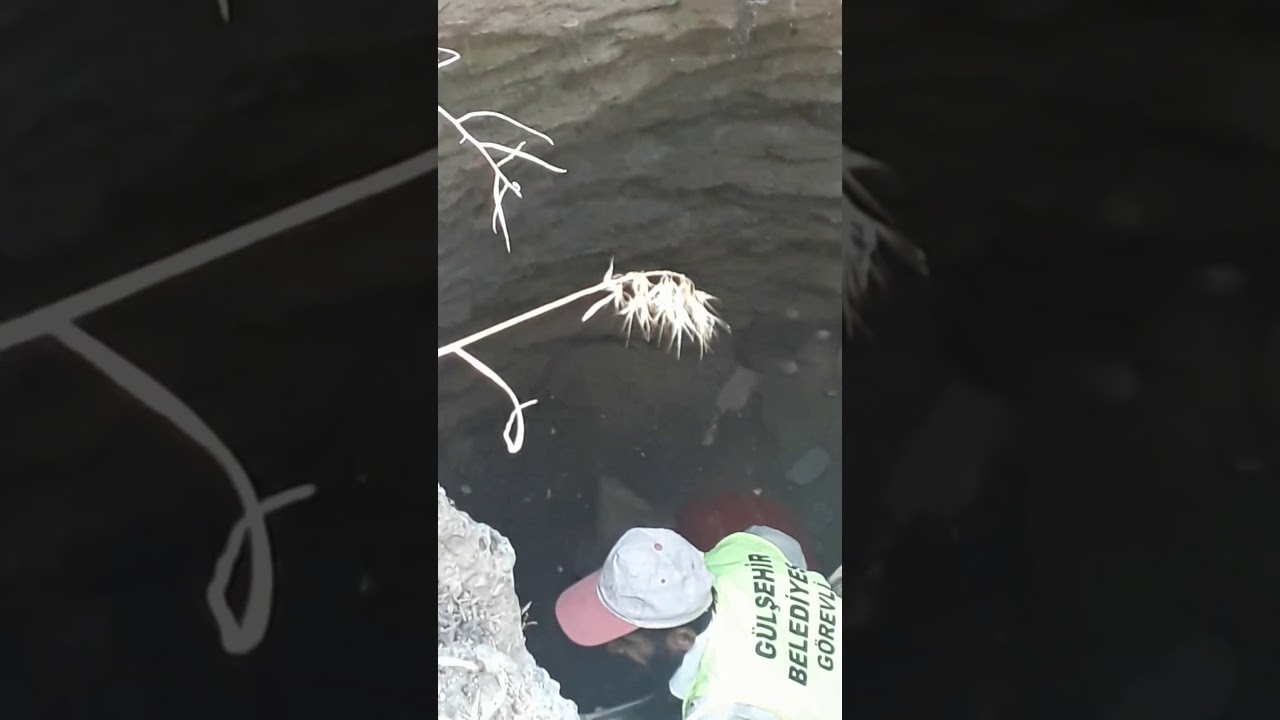Karacaşar'da kuyuya düşen tilki kurtarıldı