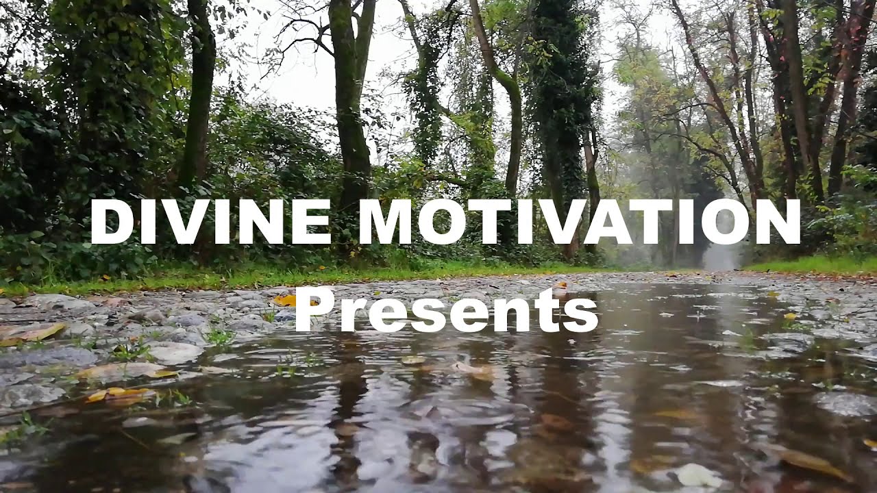 Rain sounds in forest - Nature at its best