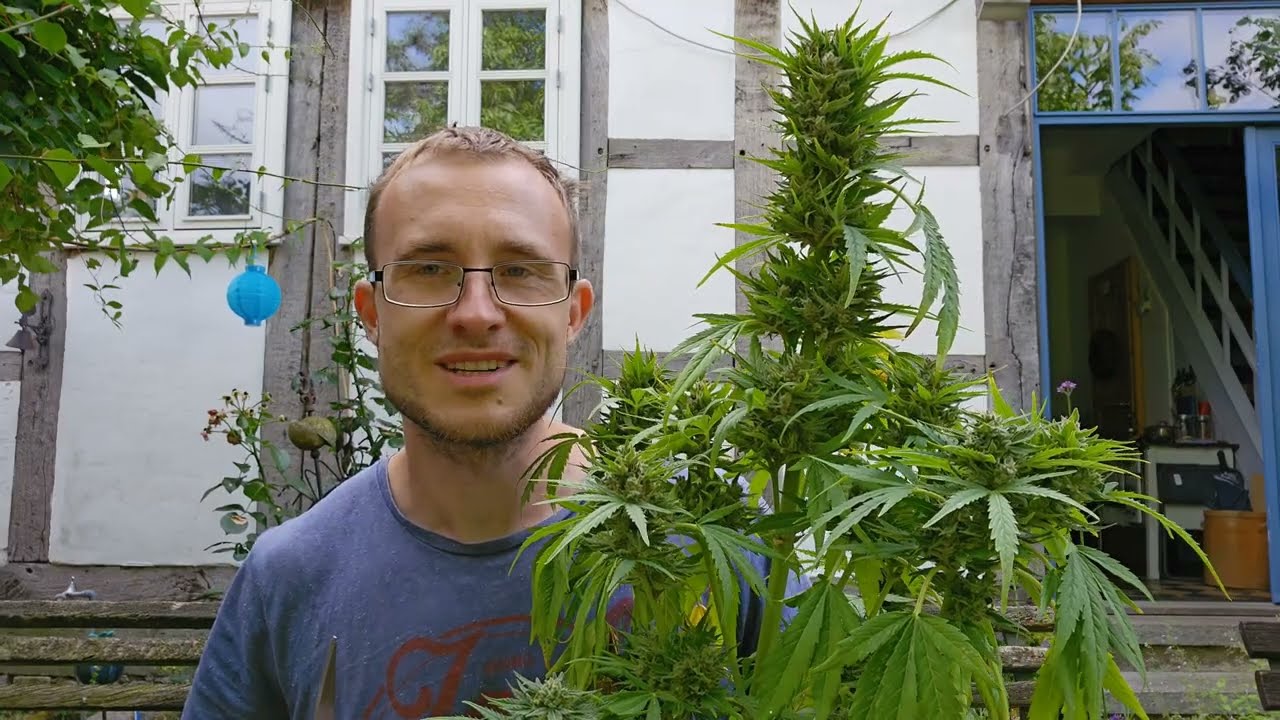 AK47 Auto Cannabis ernten + so trockne Ich!