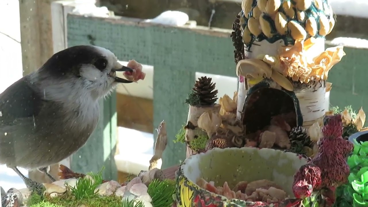 Un nouveau plateau pour installer des mangeoires pour les oiseaux du ciel le 29 janvier 2026