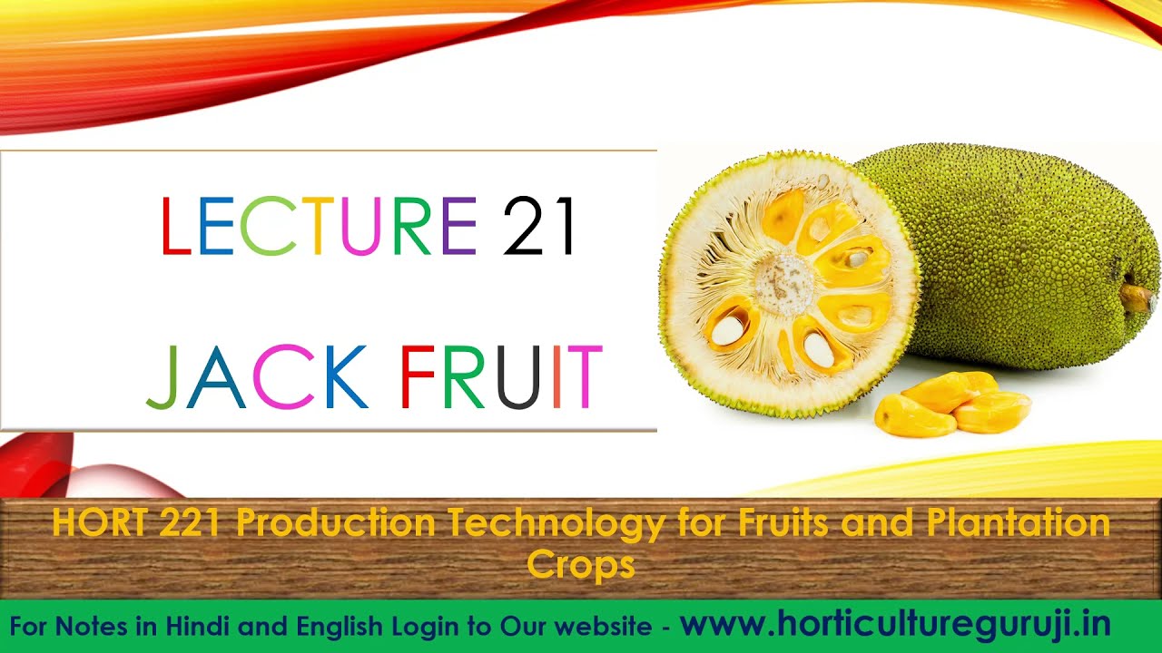 #HORT221 | Lecture 21 Jackfruit | कटहल