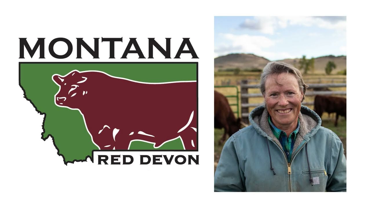 Western Devon Breeders 2024