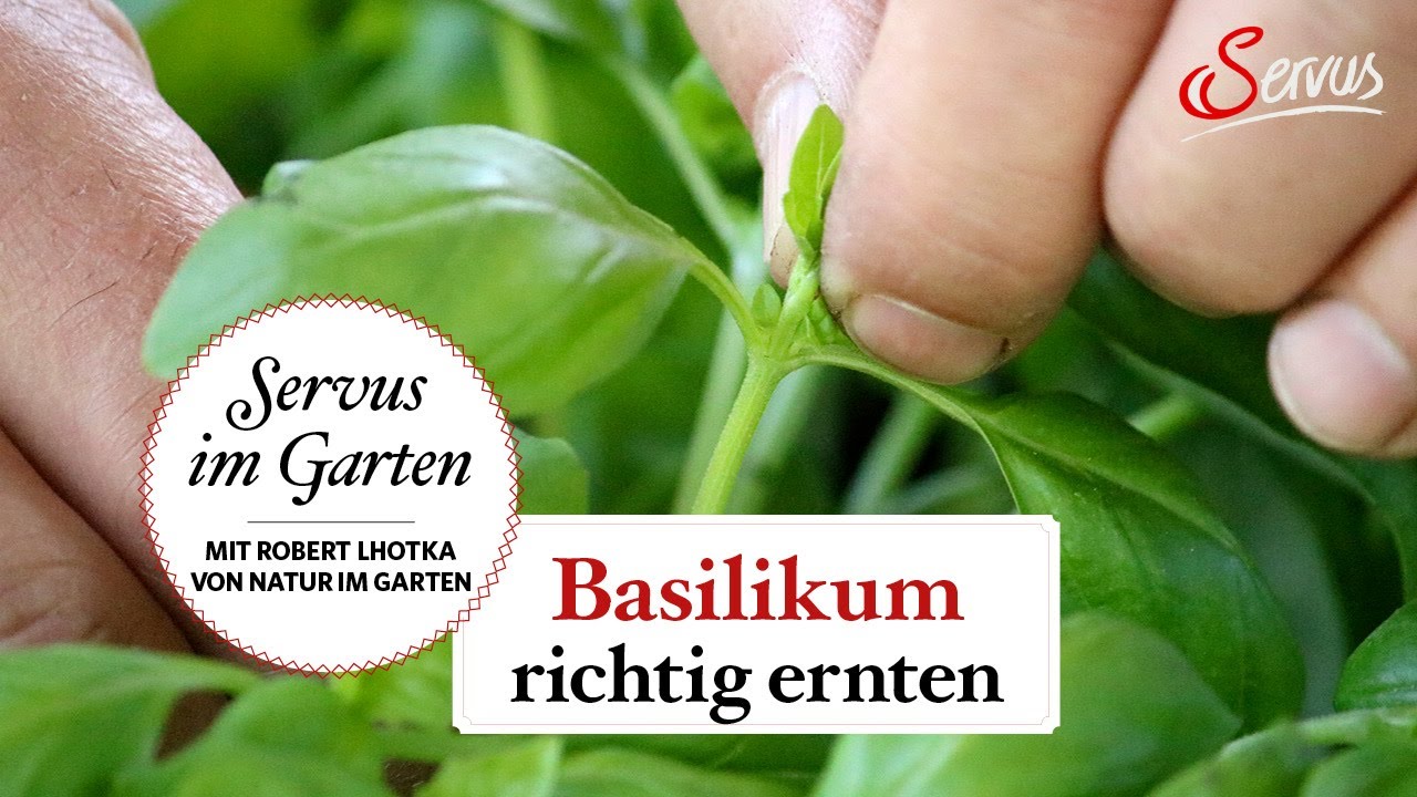 So wird Basilikum richtig geerntet