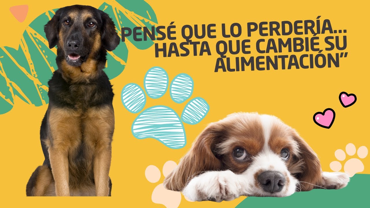 Comida Casera Para Perros Con Insuficiencia Renal 🩺 3 Recetas Fáciles y Saludables