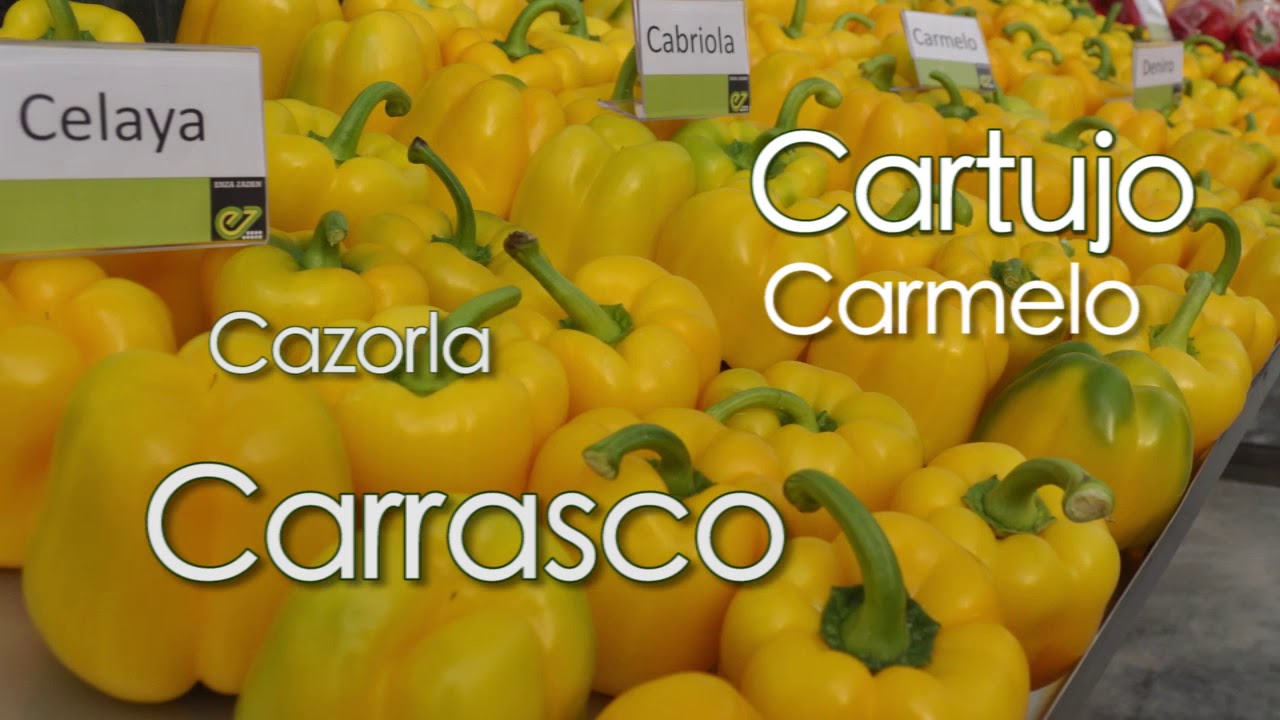 ExperienciasEZ - Pimiento california amarillo tard&iacute;o
