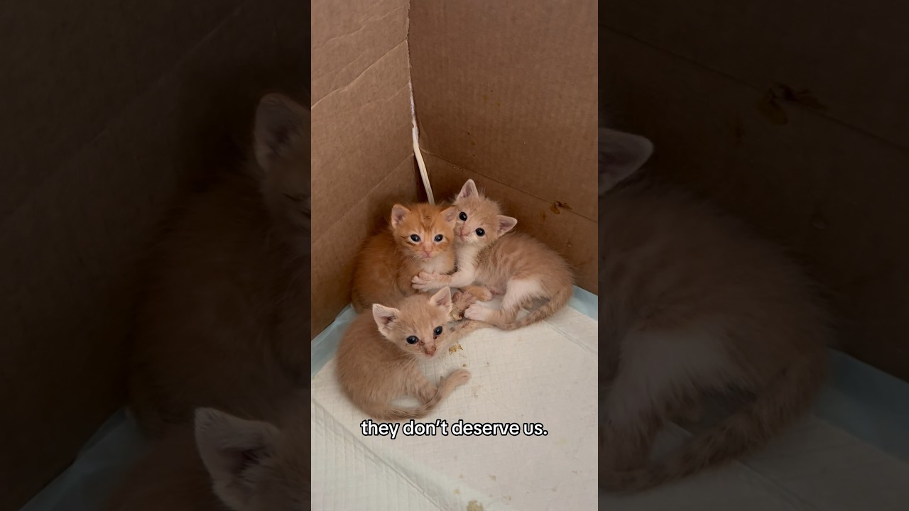They Don’t Deserve Us! 