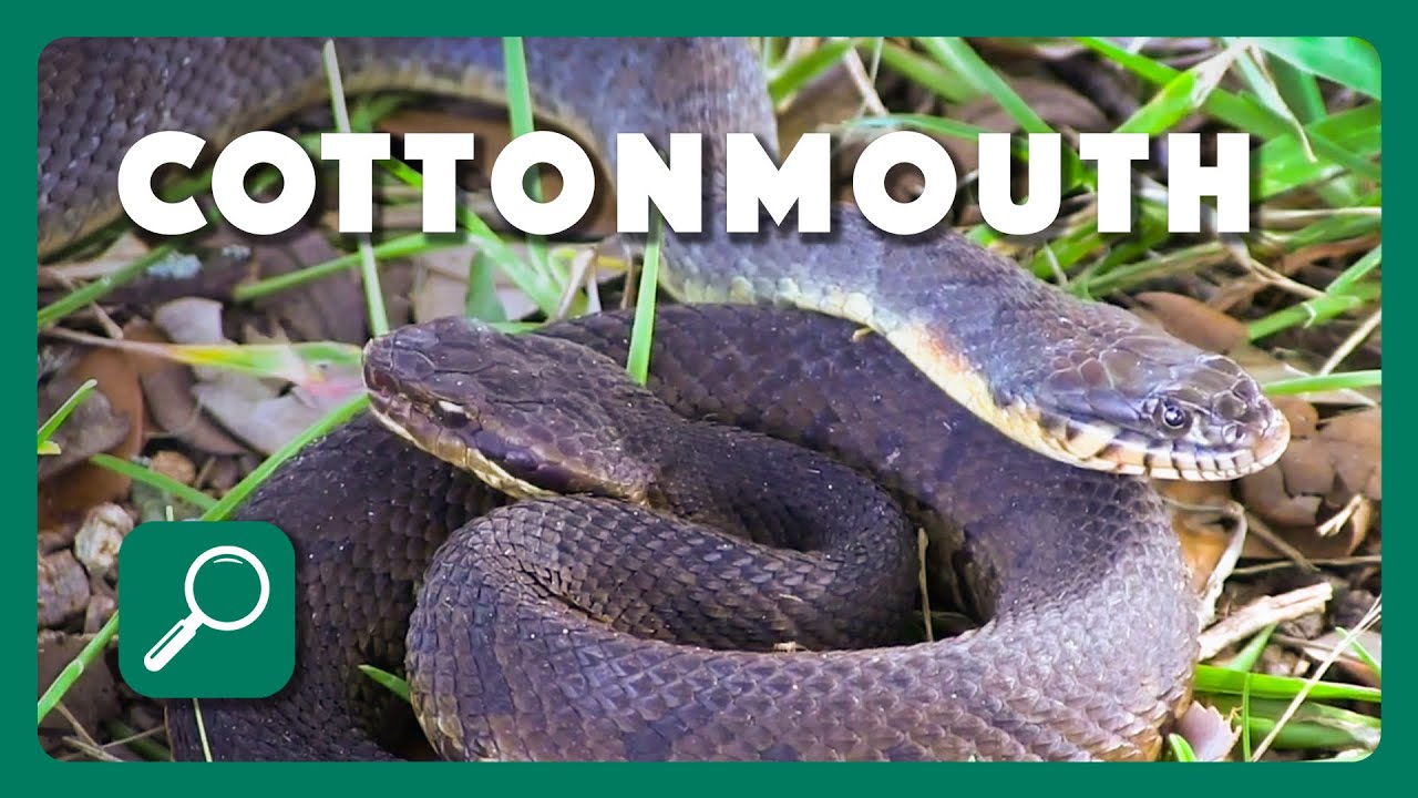 How to Identify a Cottonmouth