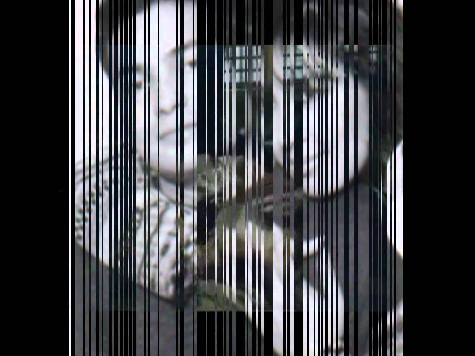 Sharon-Gabby duet (Tonite I Celebrate My Love For You)
