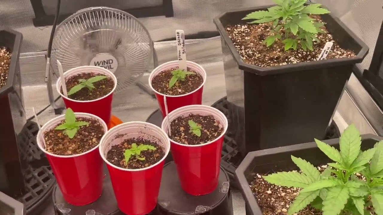 Seed 2 Harvest: What Bokashi Looks Like When It&rsquo;s Activated! #RozAndMochaCookies