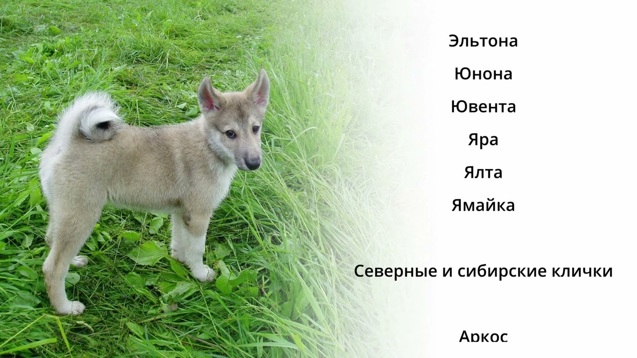 Клички для западносибирской лайки | красивые имена для лаек