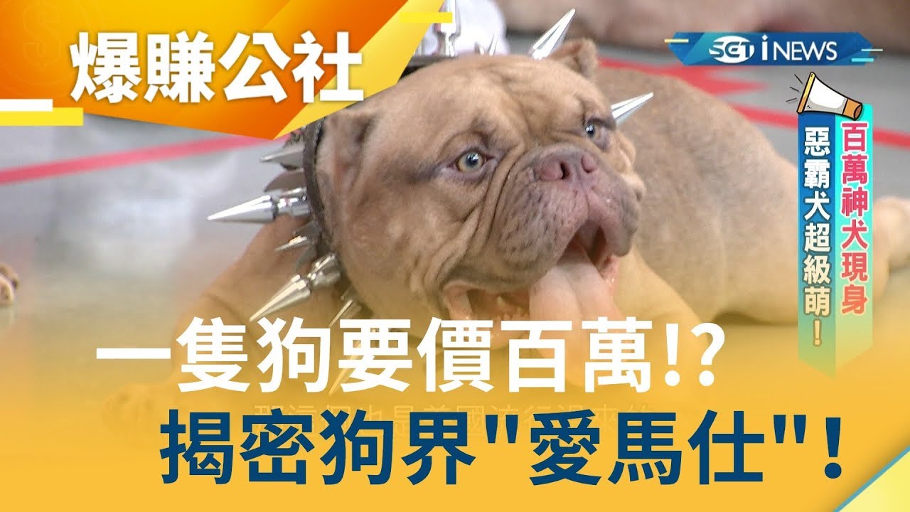 一隻狗要價百萬!? 面惡心善