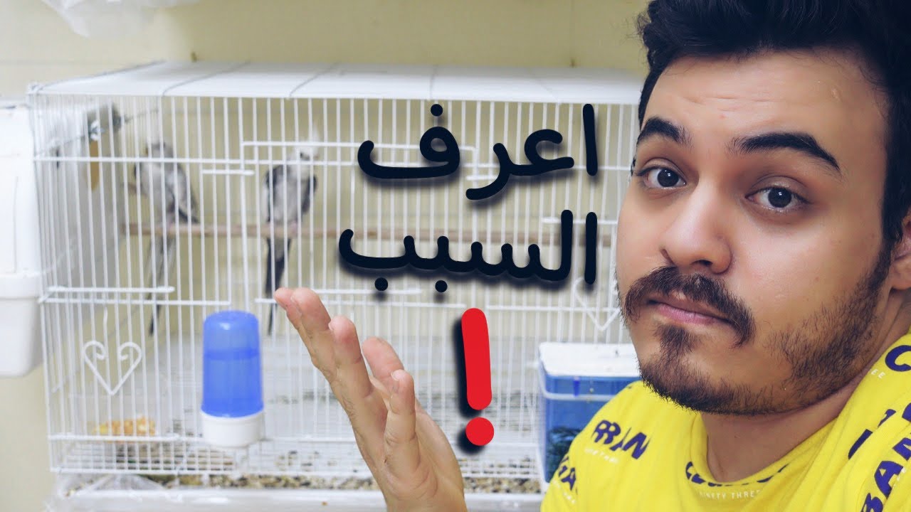 لماذا الببغاوات او الطيور لا تنتج عندي ؟
