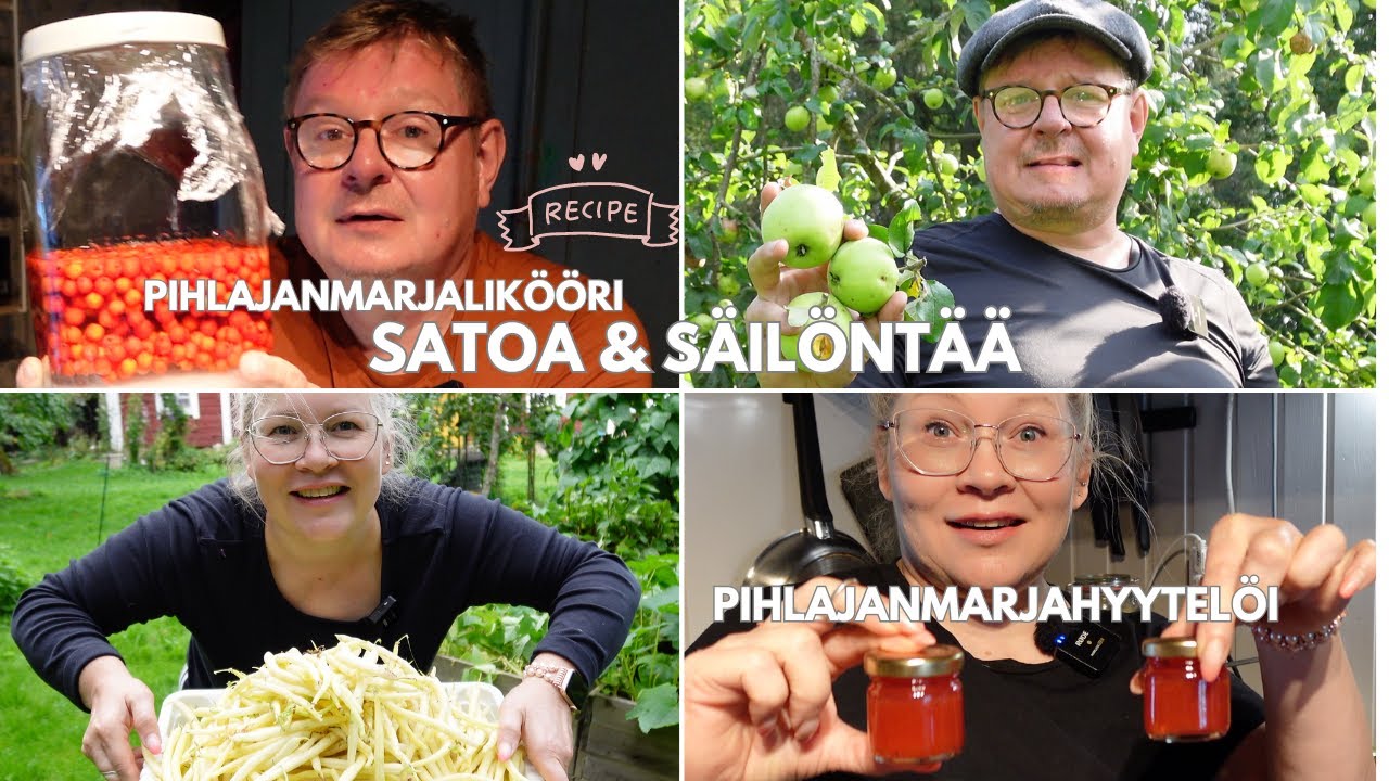 Pihlajanmarjalikööri ja pihlajanmarjahyytelö sekä sadonkorjuu