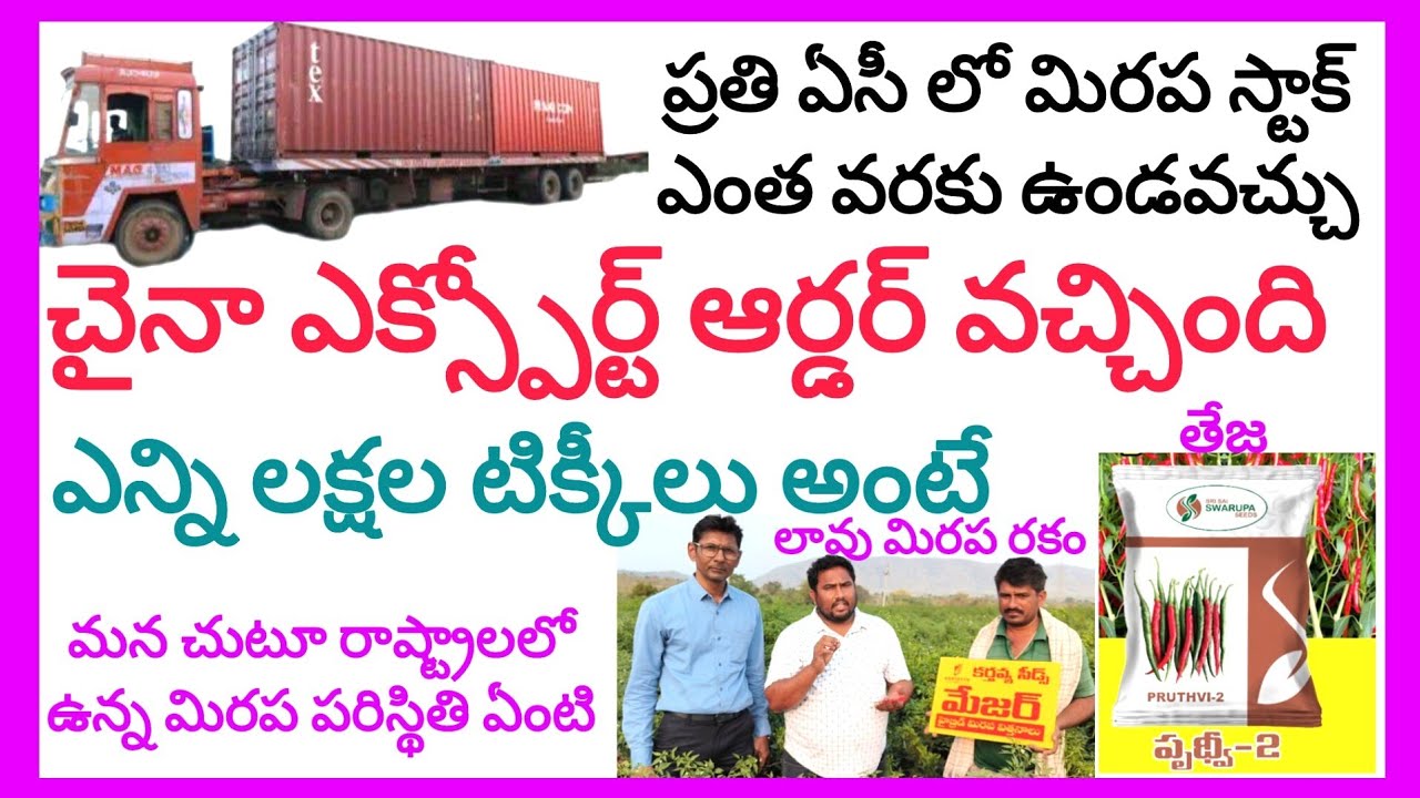 చైనా ఎక్స్పోర్ట్ వచ్చింది మిరప పంట పరిస్థితి ఎలా ఉండబోతుంది jungee forming is live