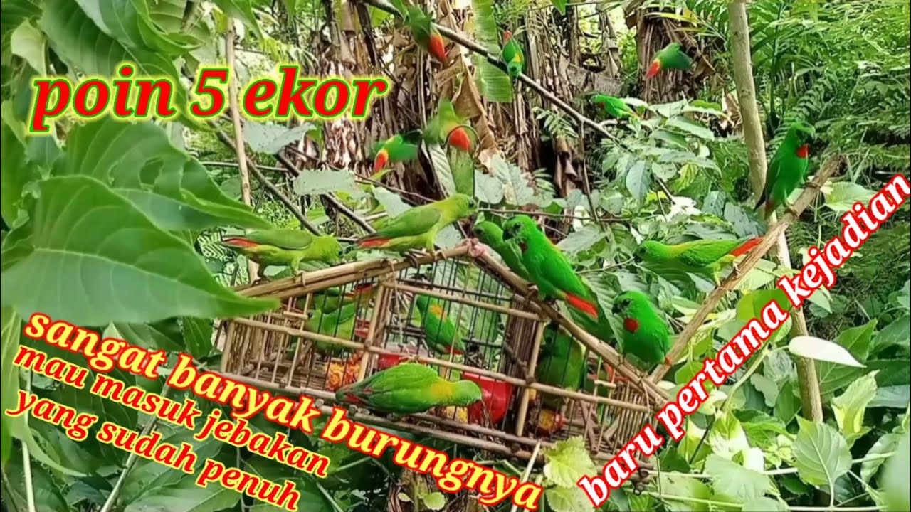 POIN 5 EKOR DI KETINGGIAN 45 CM ! SANGAT BANYAK BURUNG SERINDIT DI JEBAKAN MAU MASUK SEMUA BIRD TRAP