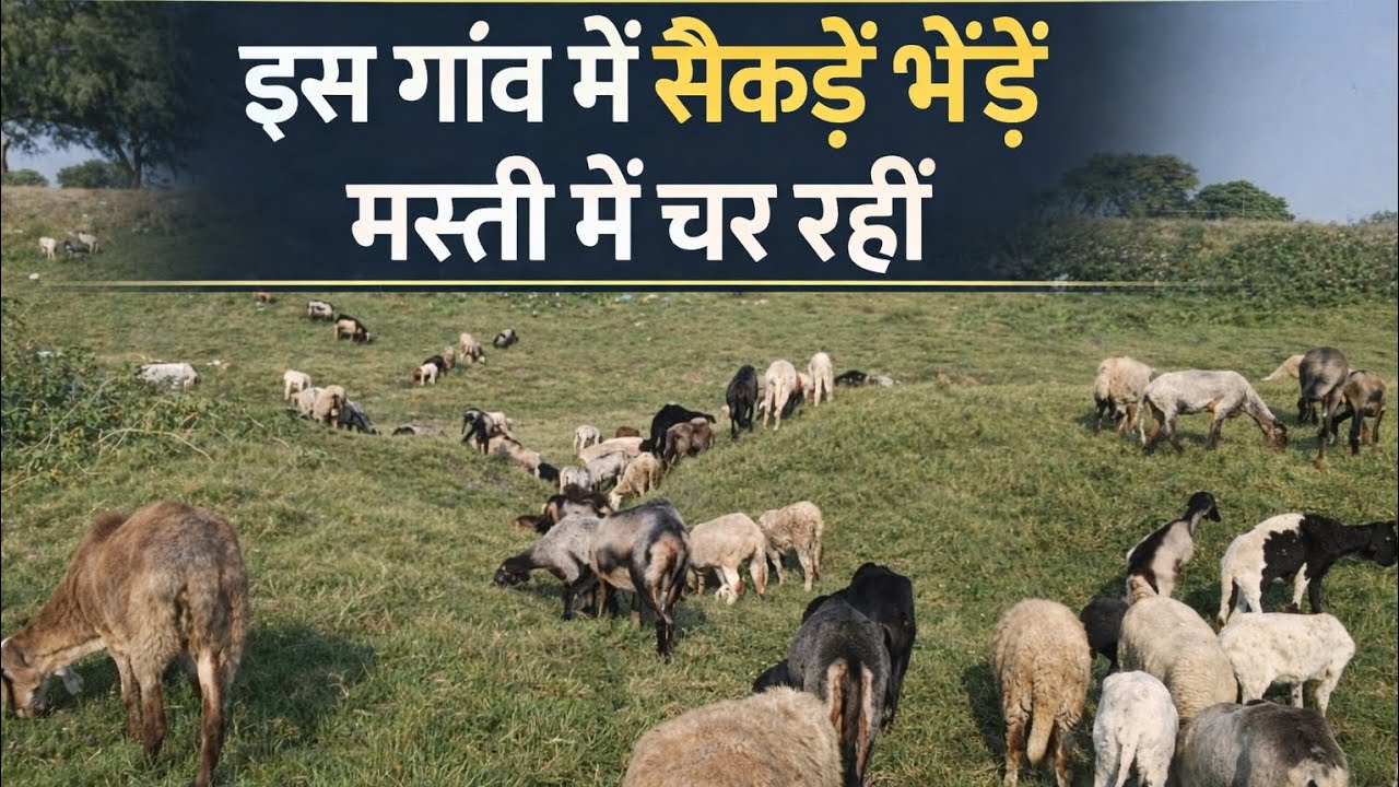 हरी घास के मैदान में भेड़ों का झुंड | Sheep Farming in Village