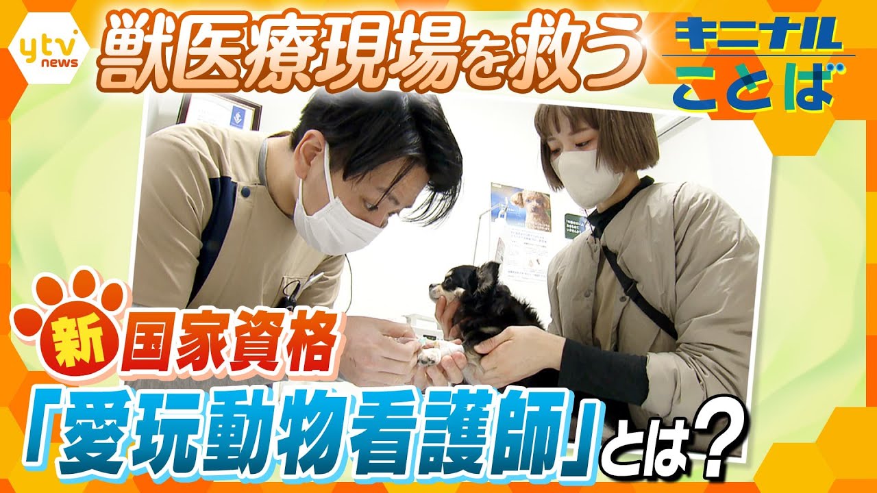 多忙なペット医療現場を救う！新たな国家資格「愛玩動物看護士」では投薬や採血もできる？カテーテルは？ 獣医師の負担解消に！【かんさい情報ネット ten.特集/キニナルことば】