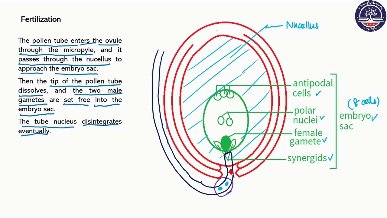 Grade 10 Biology, Chapter 5, Part4