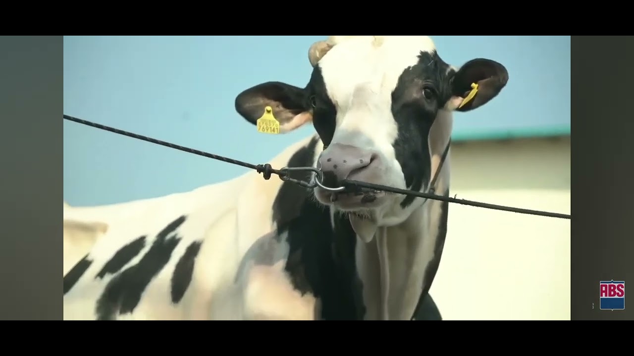  ABS Brute 29HO18391: Power-Packed A2A2 Holstein Bull Built for Big Yields & Performance🌟