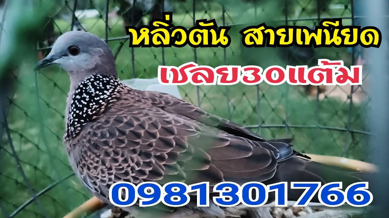 แบ่งนกหลิ่วตัน สายเพนียด พร้อมนกฝึกต่อดิน 0981301766.