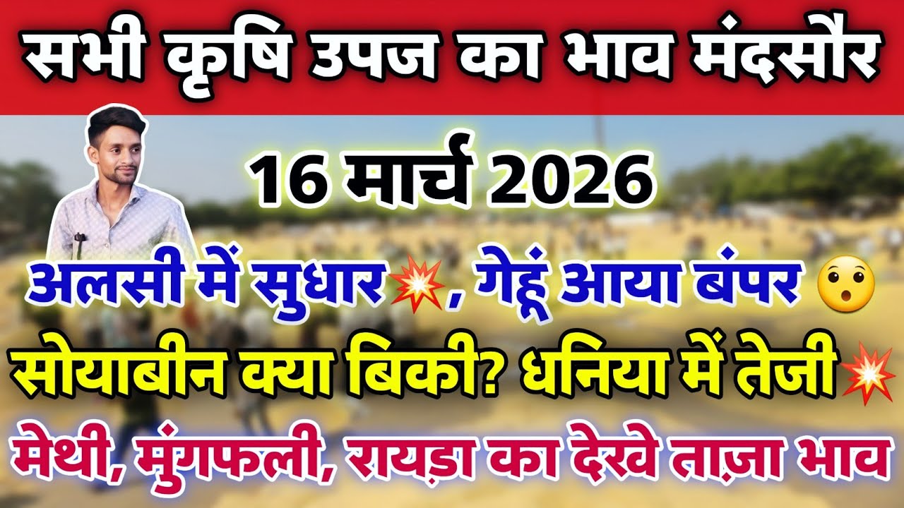 सभी कृषि उपज का भाव मंदसौर मंडी 16 मार्च 2026 | Mandsaur Mandi ka bhav #mandsaur_mandi_bhav