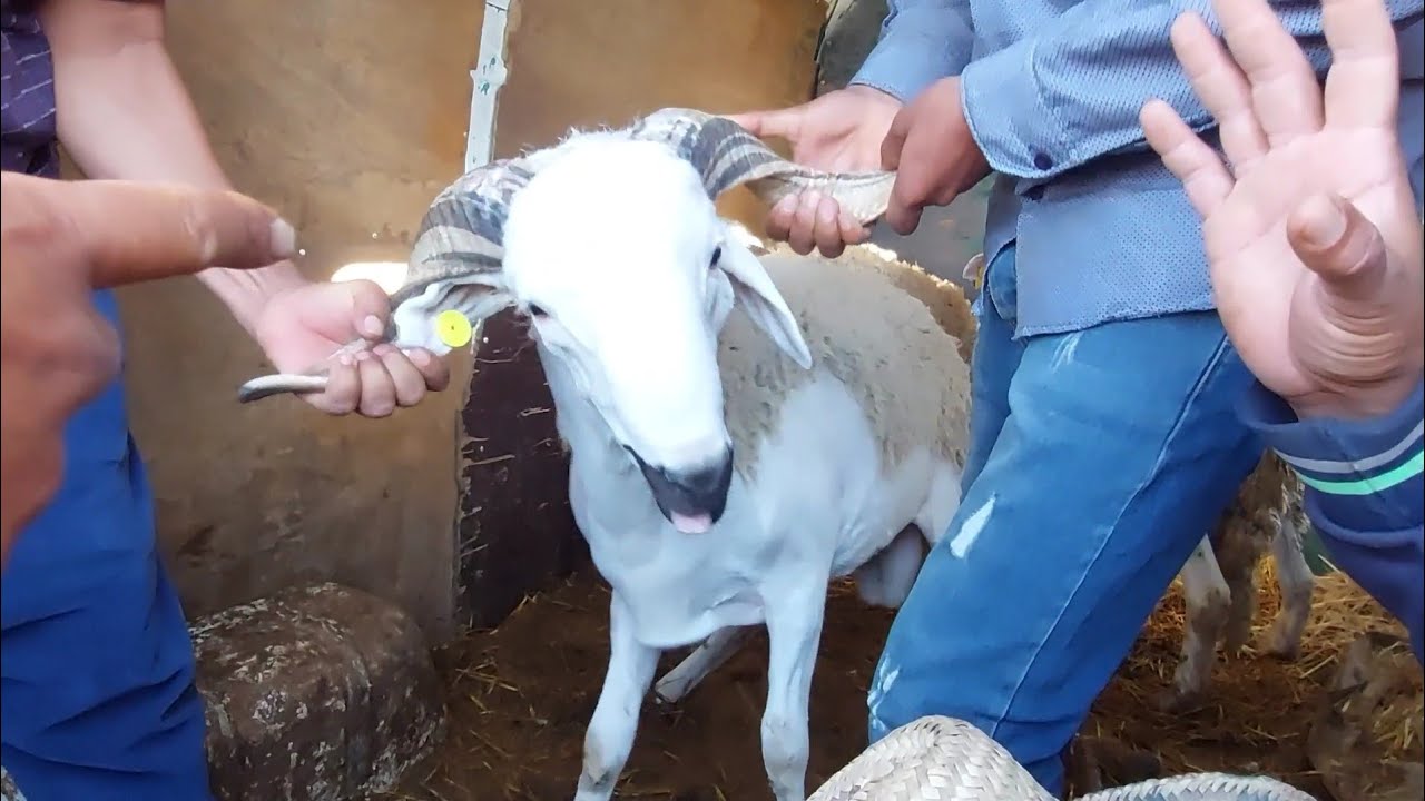 من سوق جرف الملحة، نشوفو جميع كاين شي حولي او لا، والثمن هل هو في متناول الجميع.