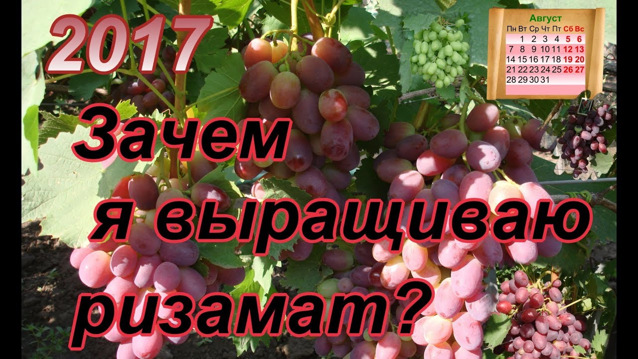 Зачем я выращиваю Ризамат