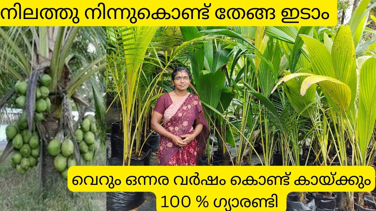 ഒന്നര വർഷംകൊണ്ട് കായ്ക്കുന്ന തെങ്ങിൻ തൈകൾ വാങ്ങാം|Coconut  Farming |Coconut Sale|Coconut tree sale