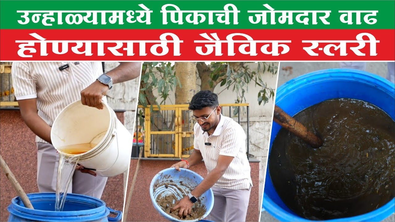 उन्हाळ्यामध्ये पिकाची जोमदार वाढ होण्यासाठी जैविक स्लरी | organic slury | जैविक स्लरी कशी करावी