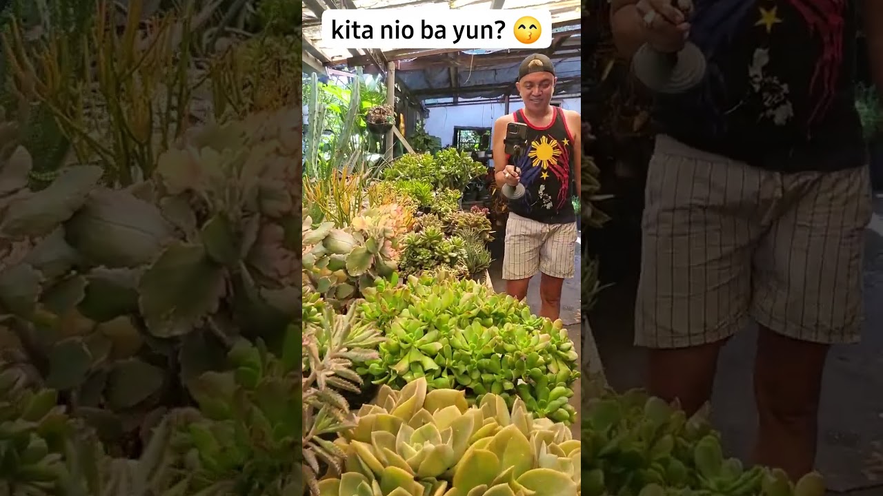 Most Affordable Succulents in New Arrival&hearts;️ Mini Dino Park & Eco Garden #hermiesonajo  #shorts #fyp