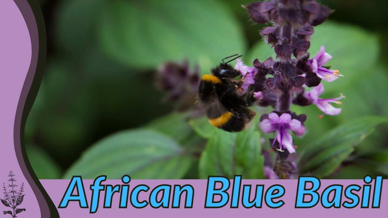 All About African Blue Basil! (Ocimum kilimandscharicum)
