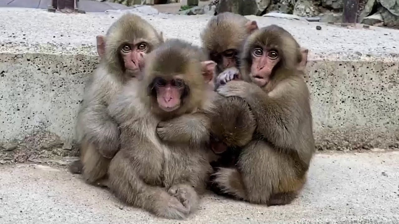 Baby Snow Monkeys of Jigokudani,Yamanouchi, Nagano