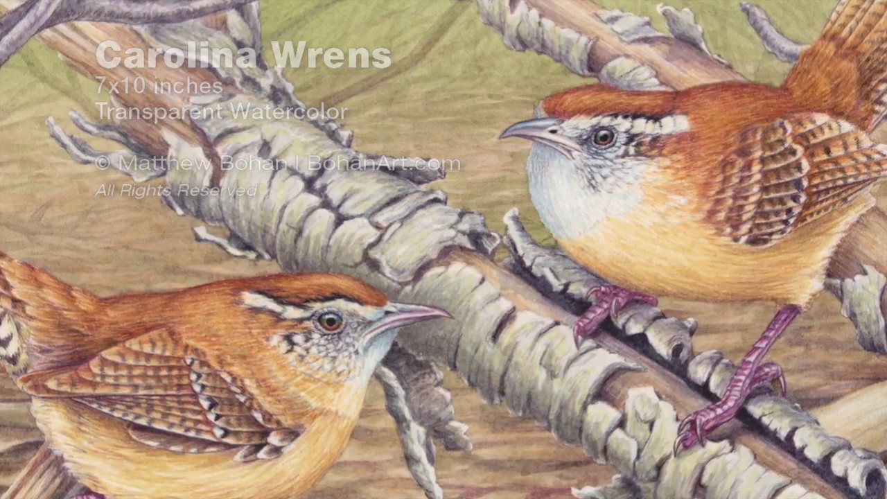 Carolina Wren Painting: Transparent Watercolor Time-lapse