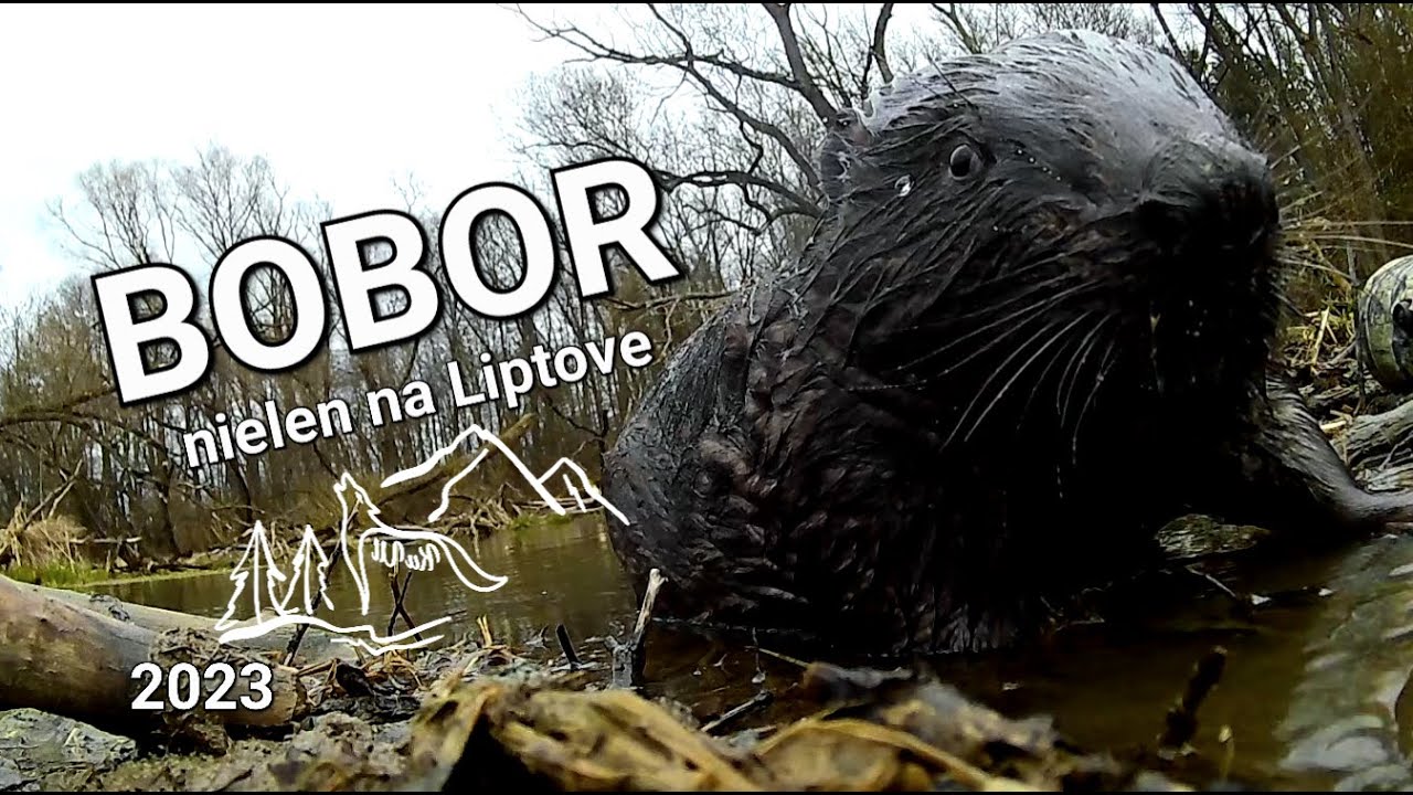BOBOR, nielen na Liptove