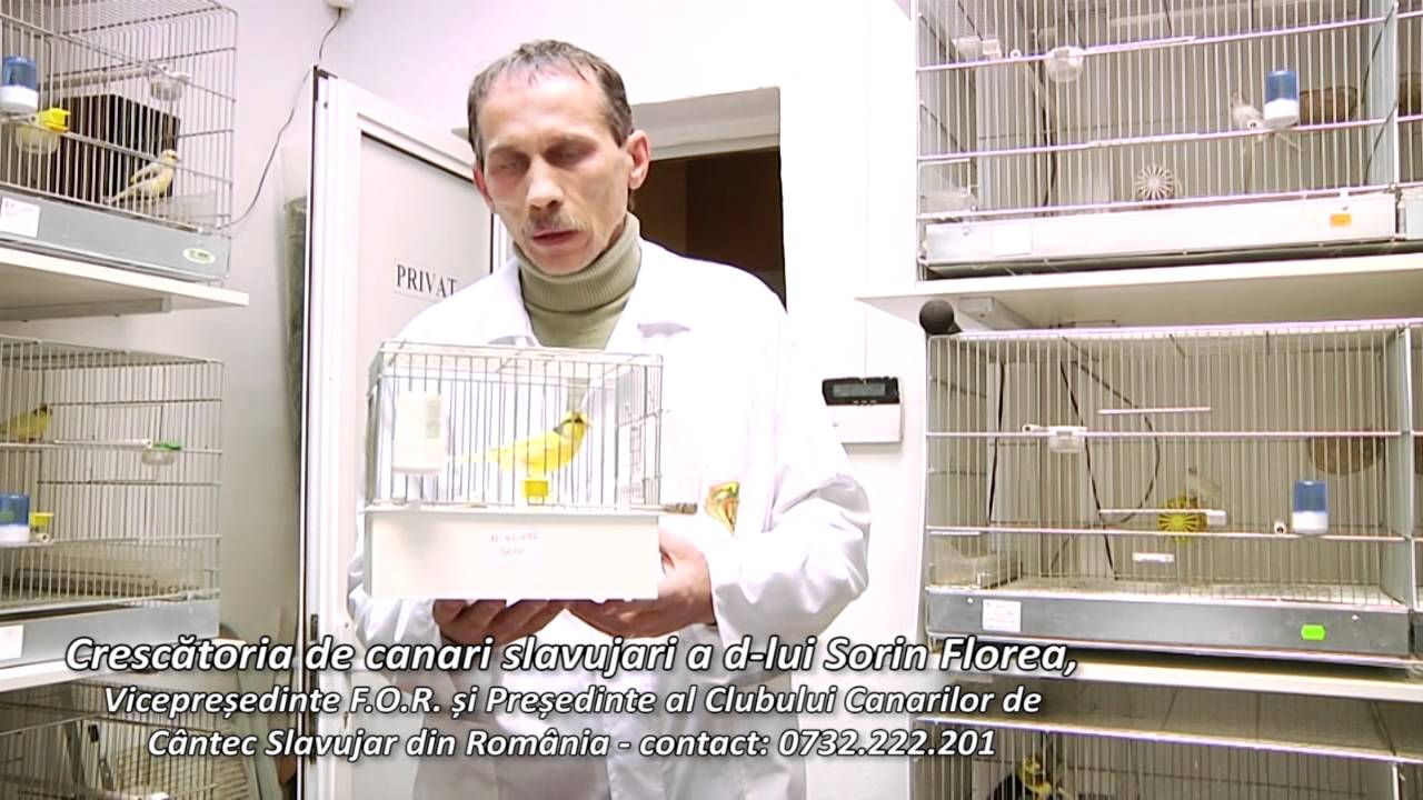 Crescatoria de canari slavujari