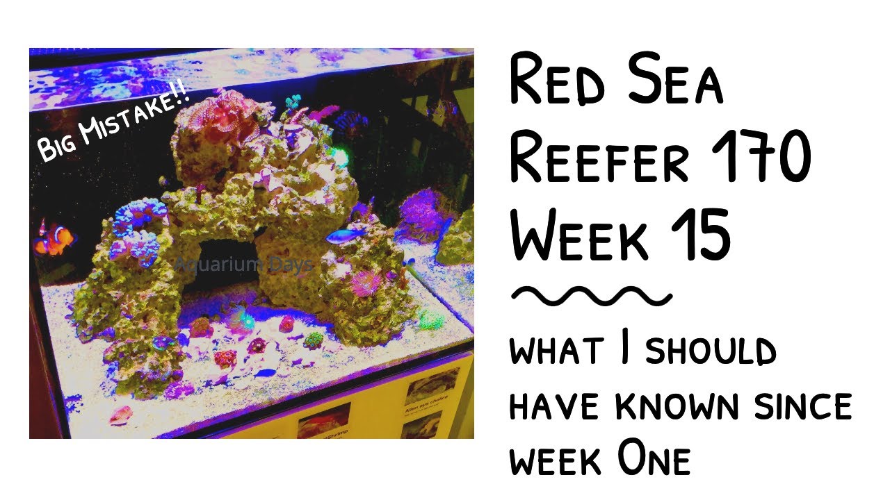 【Red Sea Reefer 170 Week 15】Big Mistake that has been made since week 1!!