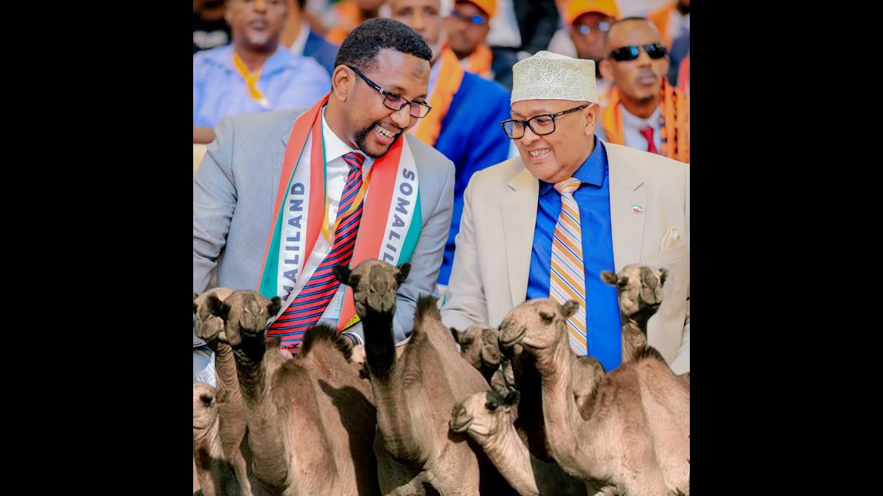 Beel Cabdiraxmaan Cirro Ducadii usii Qadintay, Hargaysana Geel ugu Qashay Siduu Madaxweyne u Noqdo