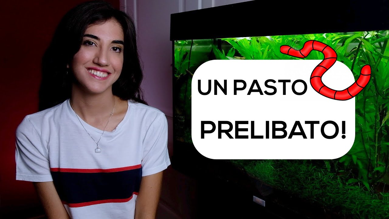 Alimentazione dei pesci con larve di Chironomus